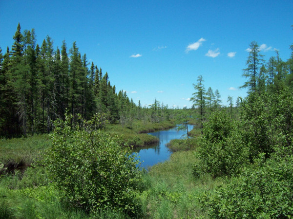 Ecology of Wetland Plant Communities