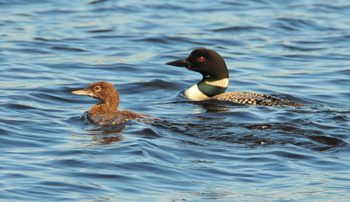 Loons - by Jarad B. Niemi