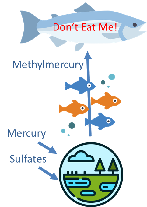 Methylmercury in the food chain