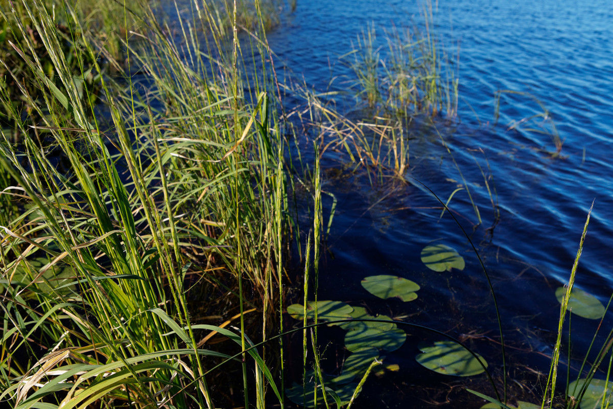 Tamarack Minnesota Area