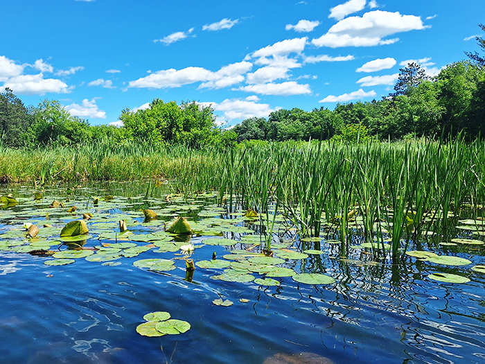 (Image - Water Lilies)