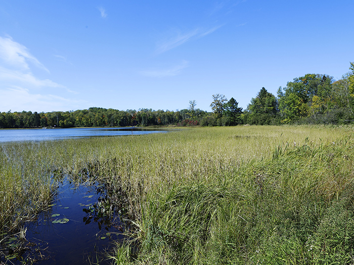 (Image - Wild Rice)